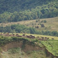 На лугу пасутся ко... :: Мария 