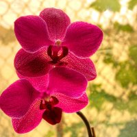орхидея :: Александр Корчемный
