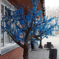 синее дерево!!! :: Василий Щербаков