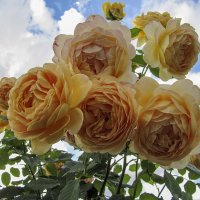 Golden Celebration Roses :: Сергей Мягченков