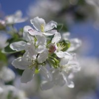 Яблочное цветение :: Алексей Климов
