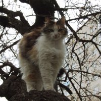 Кошка, хозяйка дерева) :: ne.tochka 