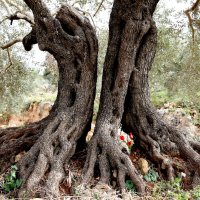 1000 летнее оливковое дерево :: Varvara 