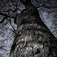 Кожа дерева :: Георгий Пичугин