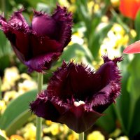 Весна в Германии. Фиолетовые тюльпаны. :: Алла Шапошникова