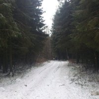Дорога  в лесу :: volmefod 