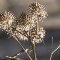 Снег сошел , паутина осталась :: Борис 