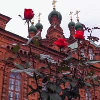 Розы :: Виктор Киселев