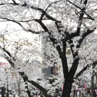ханами национальный праздник Японии :: Ева Такус 