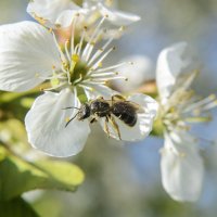 Пчелка :: Богдан Петренко