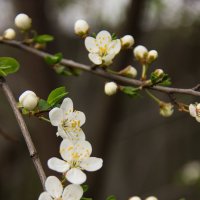blooming spring :: Катя Лысак