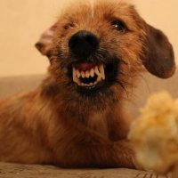 Angry dog :: Nastya Berdyko
