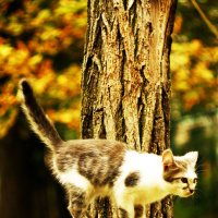Оранжевый котенок :: Dmitriy Palchikov