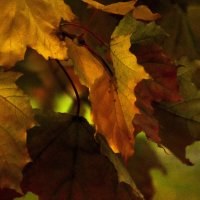Осенние листья шумят на ветру :: Светлана Григорьева