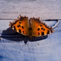 бабочка :: Алёна Колесова