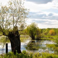 Белорусские болота :: Андрей Матвеенка