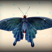 Бабочки :: AVETIS GHAZANCHYAN