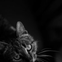 pussy cat :: Яна Панченко