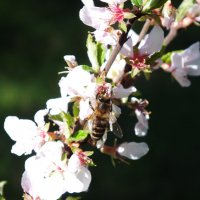 Пчела :: Влад Борышпол