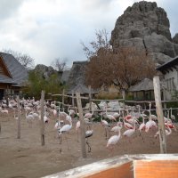Зоопарк в Будапеште.  Птички))) :: Инна C