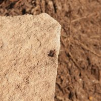 одинокий муравей :: евгений Смоленцев