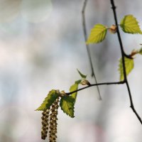 Весенние зарисовки :: Анна Букина