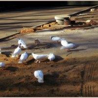 Белые голуби скрашивают серые будни :: Ольга Кривых