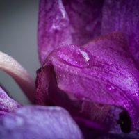 Орхидея :: Маргарита Петухова
