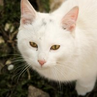 Белый кот :: Яна Измайлова