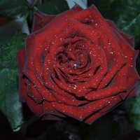 rose :: Mad Rose