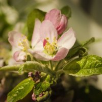 Яблони в цвету :: АЛЛА Смирнова