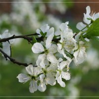 Вишня в Коломенском :: Маргарита 