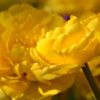 Жёлтые Тюльпаны :: Татьяна Миронова