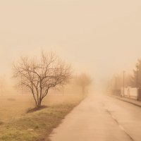 Магия тумана :: Olga Verenich