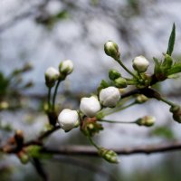 Почки вишни :: Анна Чигряй