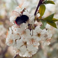 Пчелки :: Мария Рыбина