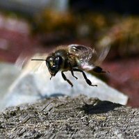 Пчела берет курс на медосбор :: Weles 