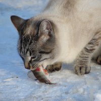 Первая рыбка мне. :: vitarmar иванов