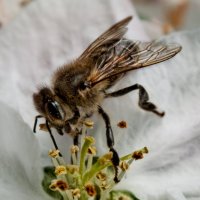 Bee :: Маргарита Сенникова
