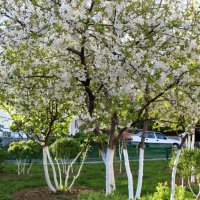 Весна :: Любовь Бутакова