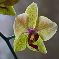 Распустилась Орхидея :: ildarn77 