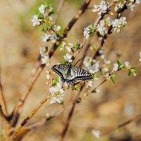 Бабочка :: Екатерина Дулова