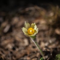 Подснежник :: Евгений Мельников