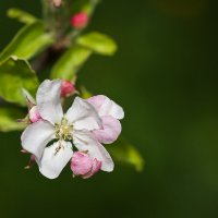 Цветочки яблони :: Ольга Зайцева 
