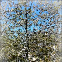 Blossom :: Janis Jansons