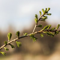 наступление весны :: Николай Добровольский