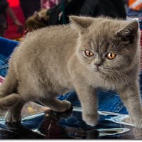 Британский котенок :: Денис Бажан