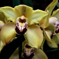 Орхидеи :: Геннадий Коробков