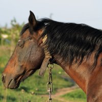 Портрет коня :: Olga Volkova