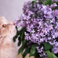 кот и цветы :: Лена Исаева